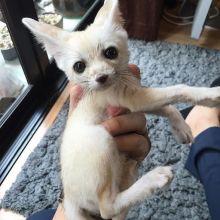 We have a male and female Fennec foxes available (430)201-0537