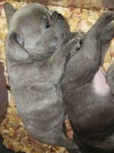 Adorable French bulldog puppies for adoption Image eClassifieds4u 2