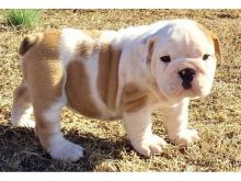 playful English bulldog puppy for adoption Image eClassifieds4u 3