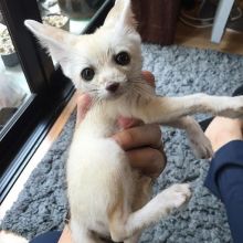 We have a male and female Fennec foxes available (430)201-0537 Image eClassifieds4U