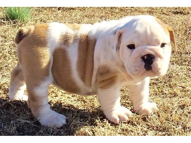 playful English bulldog puppy for adoption Image eClassifieds4u
