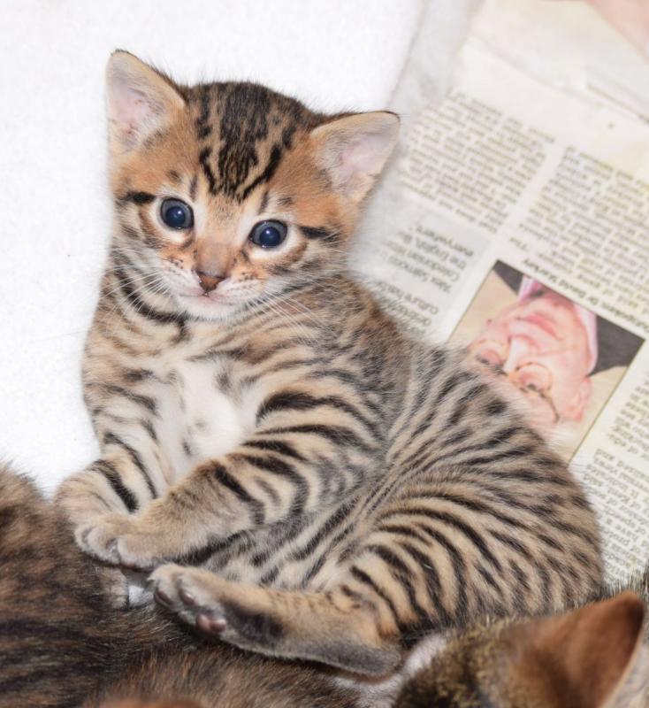 ❤️❤️Snow Lynx Bengal Kitten❤️❤️ Image eClassifieds4u