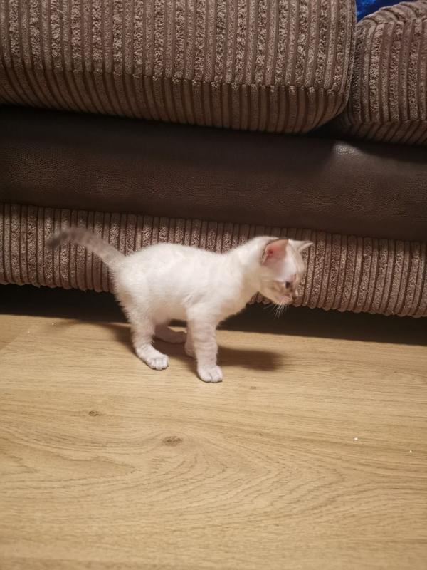 ❤️❤️Snow Lynx Bengal Kitten❤️❤️ Image eClassifieds4u