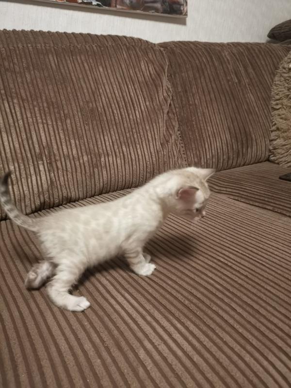 ❤️❤️Snow Lynx Bengal Kitten❤️❤️ Image eClassifieds4u