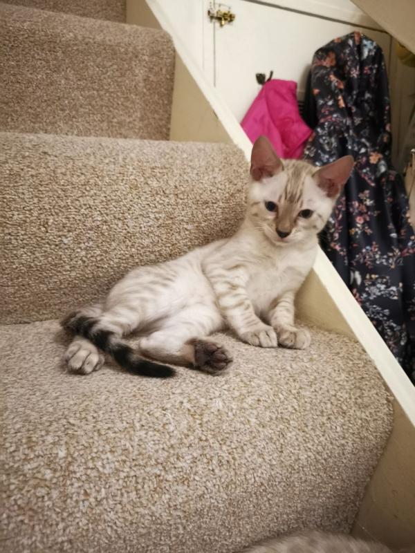 ❤️❤️Snow Lynx Bengal Kitten❤️❤️ Image eClassifieds4u