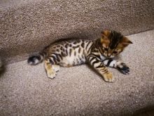 ❤️❤️Snow Lynx Bengal Kitten❤️❤️