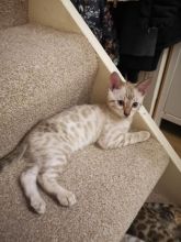 ❤️❤️Snow Lynx Bengal Kitten❤️❤️ Image eClassifieds4u 3