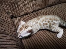 ❤️❤️Snow Lynx Bengal Kitten❤️❤️ Image eClassifieds4u 1