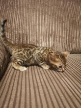 ❤️❤️Snow Lynx Bengal Kitten❤️❤️ Image eClassifieds4u 3