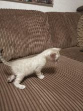 ❤️❤️Snow Lynx Bengal Kitten❤️❤️ Image eClassifieds4u 1