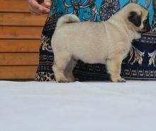 Adorable Pug puppies Available now Email at (templetonlesly10@gmail.com)or Text (267) 409-6931