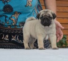 Adorable Pug puppies Available now Email at (templetonlesly10@gmail.com)or Text (267) 409-6931 Image eClassifieds4u 2