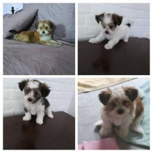 Pups ready for new home