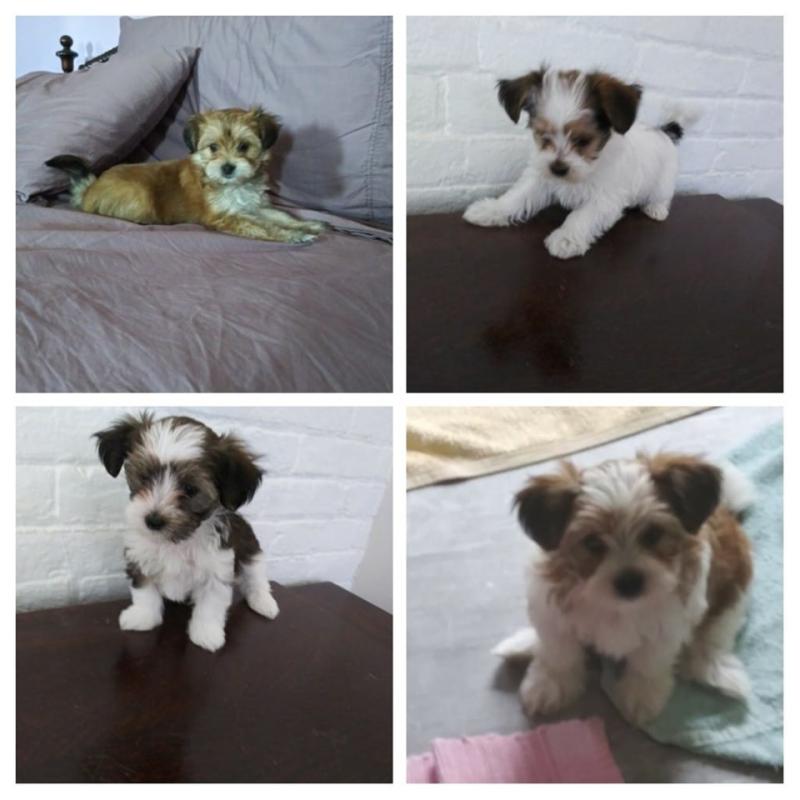 Pups ready for new home Image eClassifieds4u
