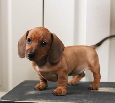 C.K.C MALE AND FEMALE DACHSHUND PUPPIES AVAILABLE Image eClassifieds4u