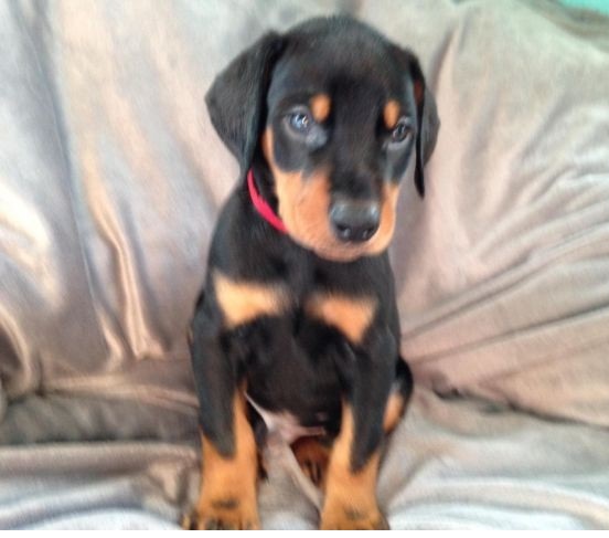 C.K.C MALE AND FEMALE DOBERMAN PINSCHER PUPPIES AVAILABLE Image eClassifieds4u