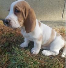 C.K.C MALE AND FEMALE BASSET HOUND PUPPIES AVAILABLE