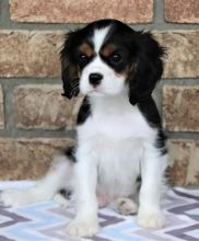 C.K.C MALE AND FEMALE CAVALIER KING CHARLES SPANIEL PUPPIES AVAILABLE