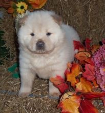 C.K.C MALE AND FEMALE CHOW CHOW PUPPIES AVAILABLE