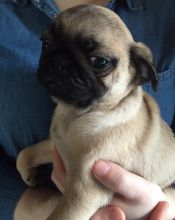 C.K.C MALE AND FEMALE PUG PUPPIES AVAILABLE