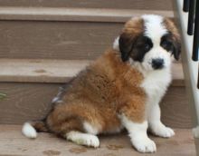 C.K.C MALE AND FEMALE SAINT BERNARD PUPPIES AVAILABLE