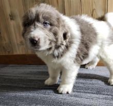 C.K.C MALE AND FEMALE NEWFOUNDLAND PUPPIES AVAILABLE