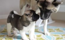 Cute And Lovely Akita Puppy For Adoption
