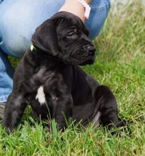 Male and female great dane puppies available.