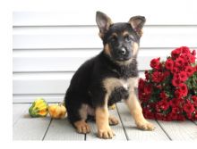We have a male & a female German Shepherd puppies.