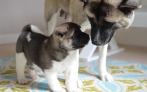 Cute And Lovely Akita Puppy For Adoption Image eClassifieds4u