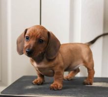 C.K.C MALE AND FEMALE DACHSHUND PUPPIES AVAILABLE Image eClassifieds4U