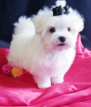 Adorable male and female Maltese Puppies.