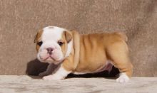 Cute male and female English bulldog Puppies available.