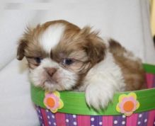 Gorgeous Shih tzu puppies For Adoption