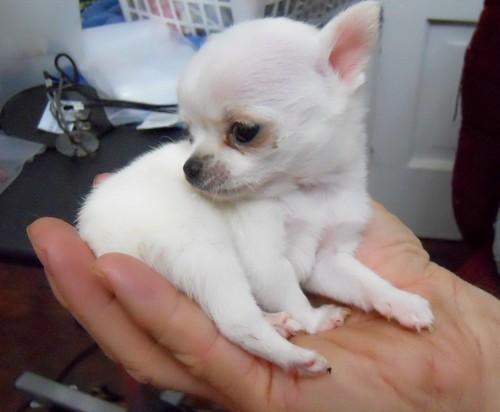 Lovely 12 weeks old chihuahua Puppies. Image eClassifieds4u