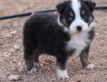 Adorable male and female Australia shephert puppies