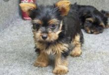 male and female Yorkshire terrier puppies