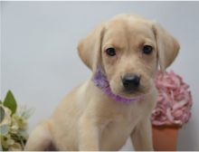 Two Lovely Labrador retriever puppies available.