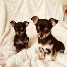 Gorgeous male and female Chihuahua puppies for great families