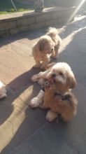 Loving and caring Lhasa Apso-pups puppies