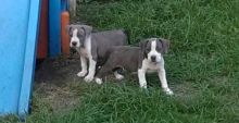 American Staffordshire terrier puppies Available