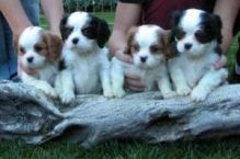 Cavalier king charles spaniel Puppies available