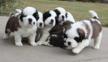 Beautiful Saint Bernard Pups available