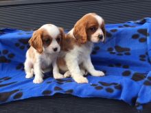 Cavalier King Charles puppies for special homes