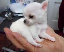 Cute and adorable male and female Chihuahua puppies