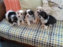 Cute Cavachon Puppies Available now