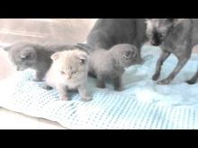 Excellent Scottish fold Kittens Available