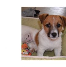 Lovely Jack Russell puppies.