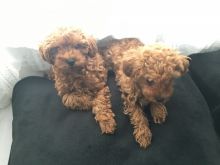 Purebred Toy Mini Poodle puppies set for adoption