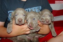 Registered weimaraner puppies puppies available